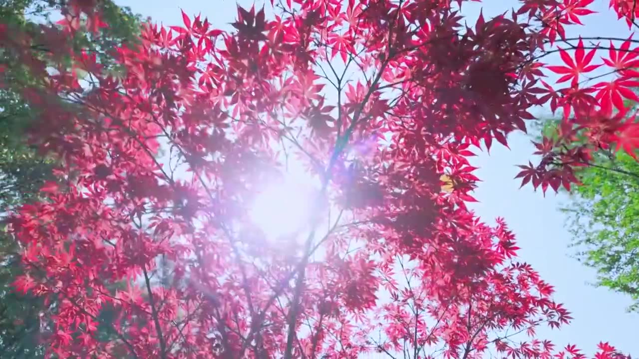 阳光穿透枫叶树林视频下载