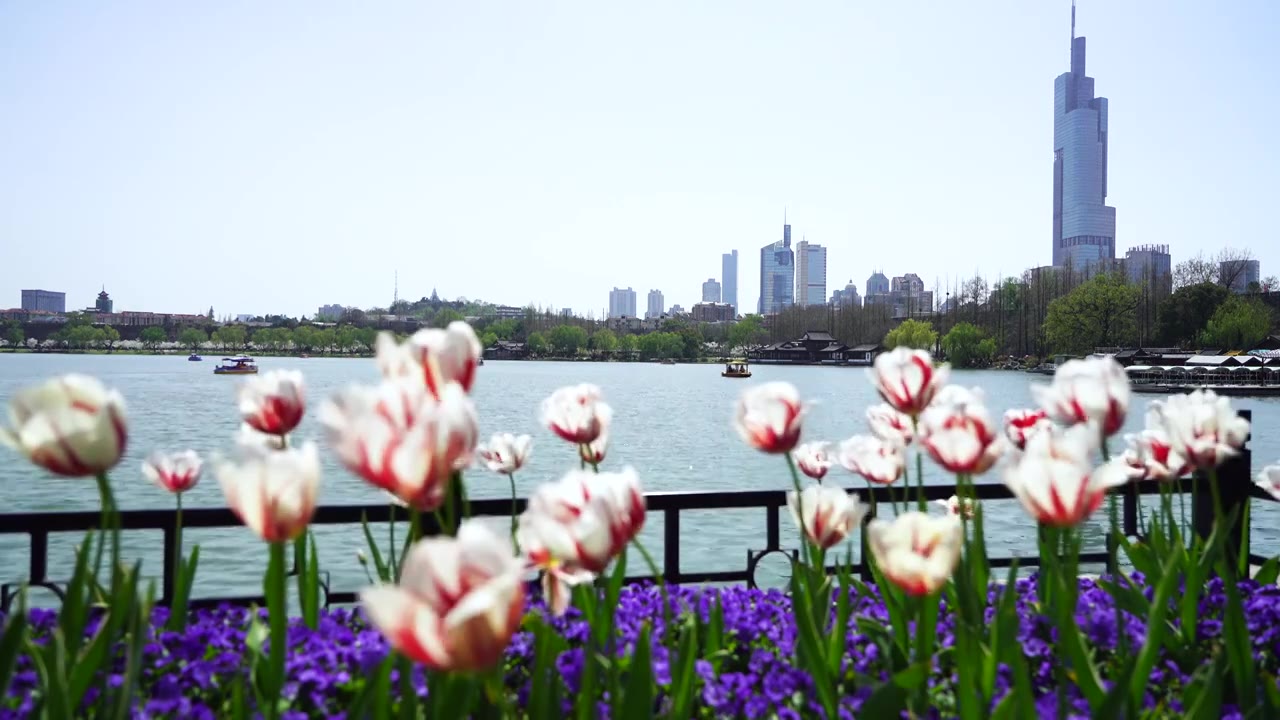 春天春暖花开游客在南京玄武湖公园春游视频下载