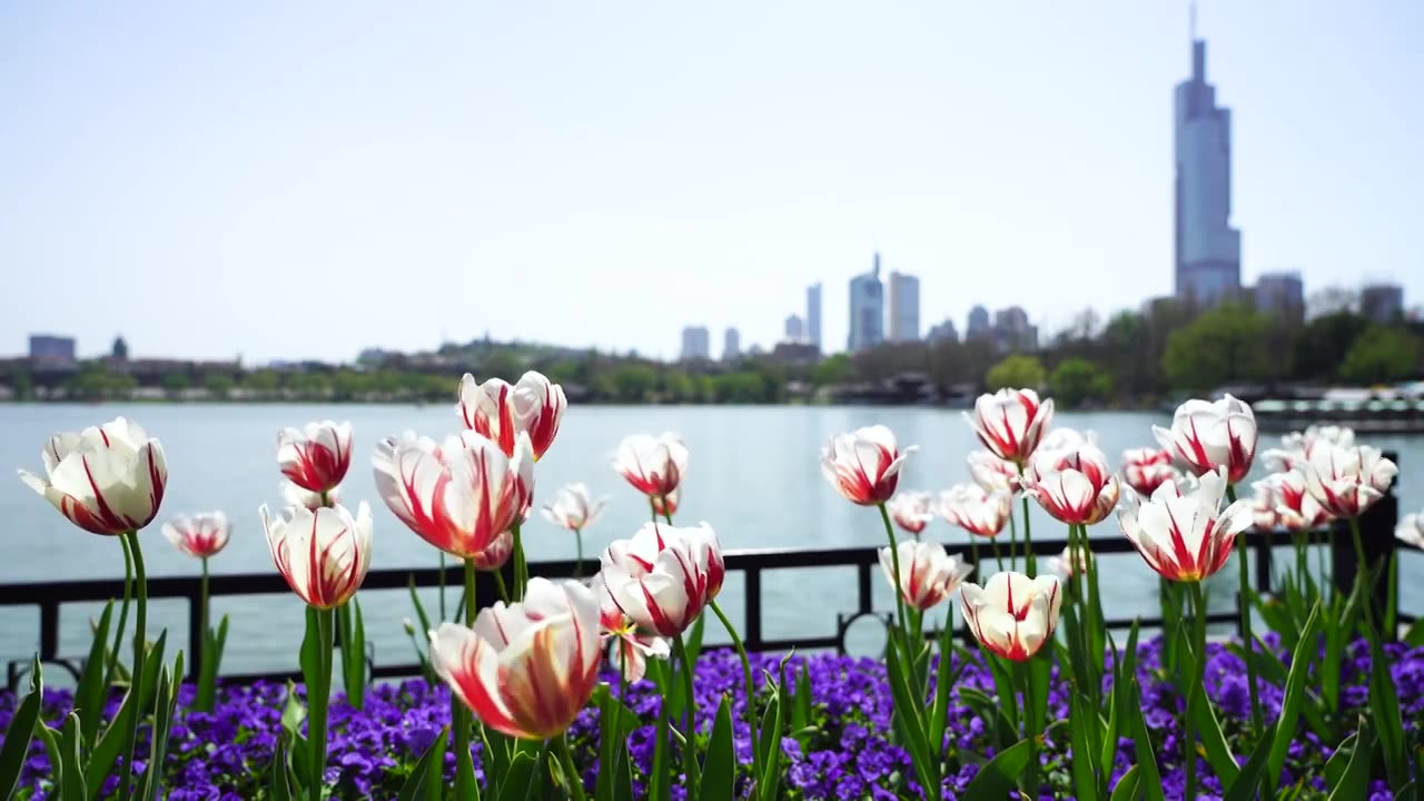 春天春暖花开晴朗天气南京玄武湖公园的风光视频下载