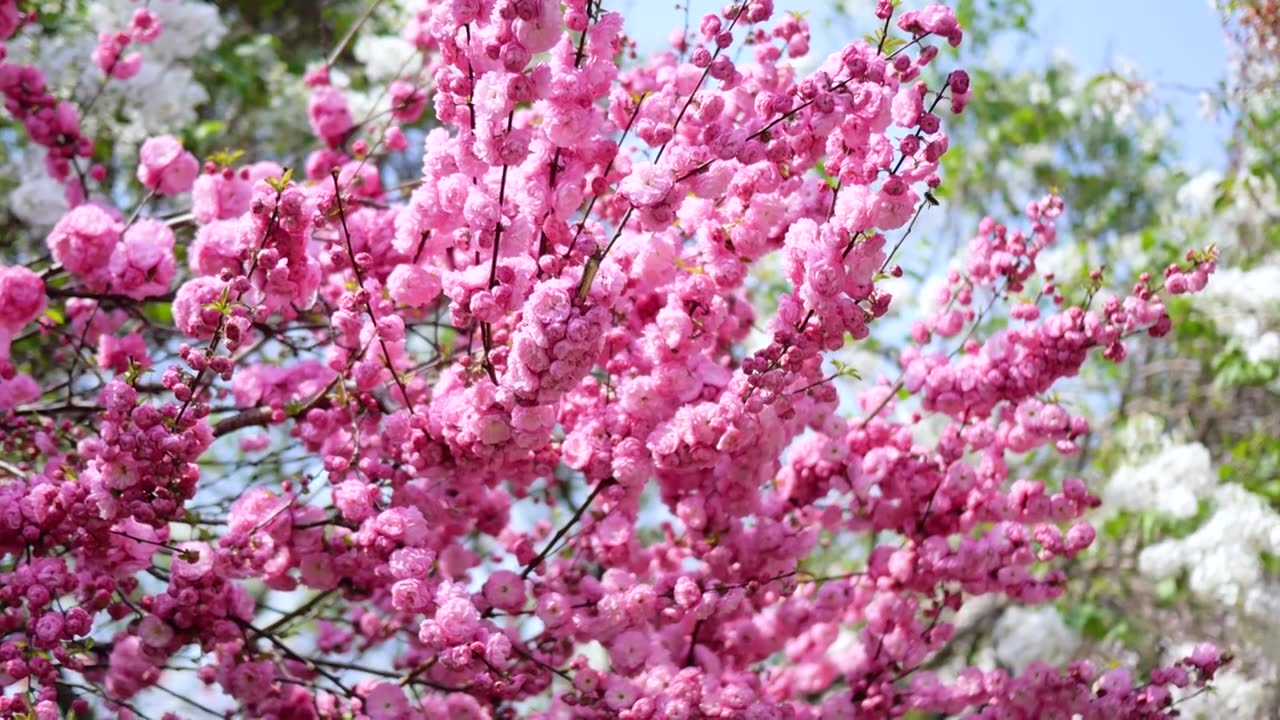 春天盛开的重瓣榆叶梅视频下载
