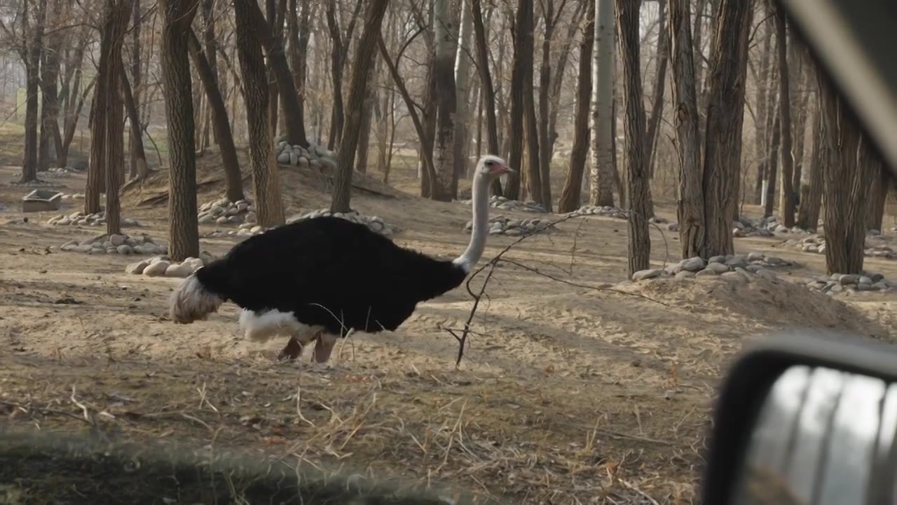 动物园中的鸵鸟快步行进视频下载