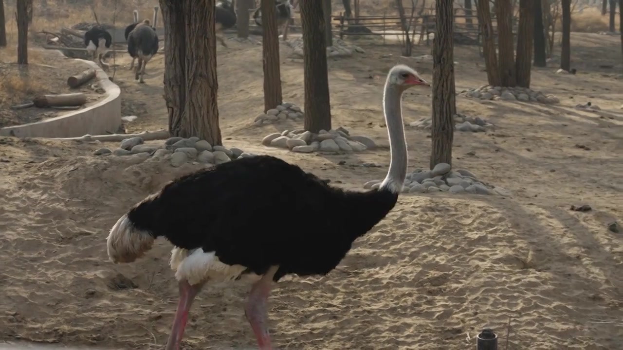 动物园中的鸵鸟快步行进视频下载