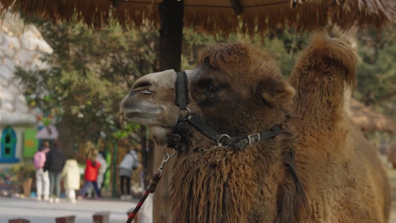 动物园中的骆驼特写视频下载