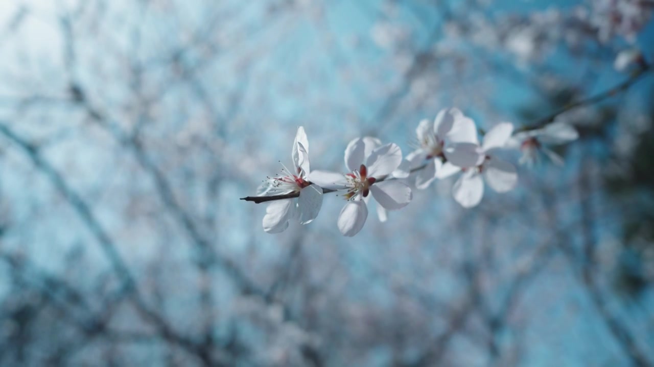 春天樱花山桃花盛开慢镜头特写视频素材