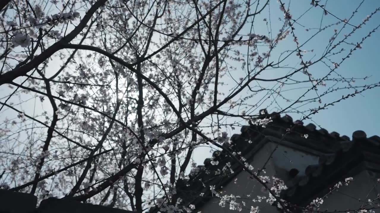 春天中式建筑屋檐旁边的山桃花盛开视频下载