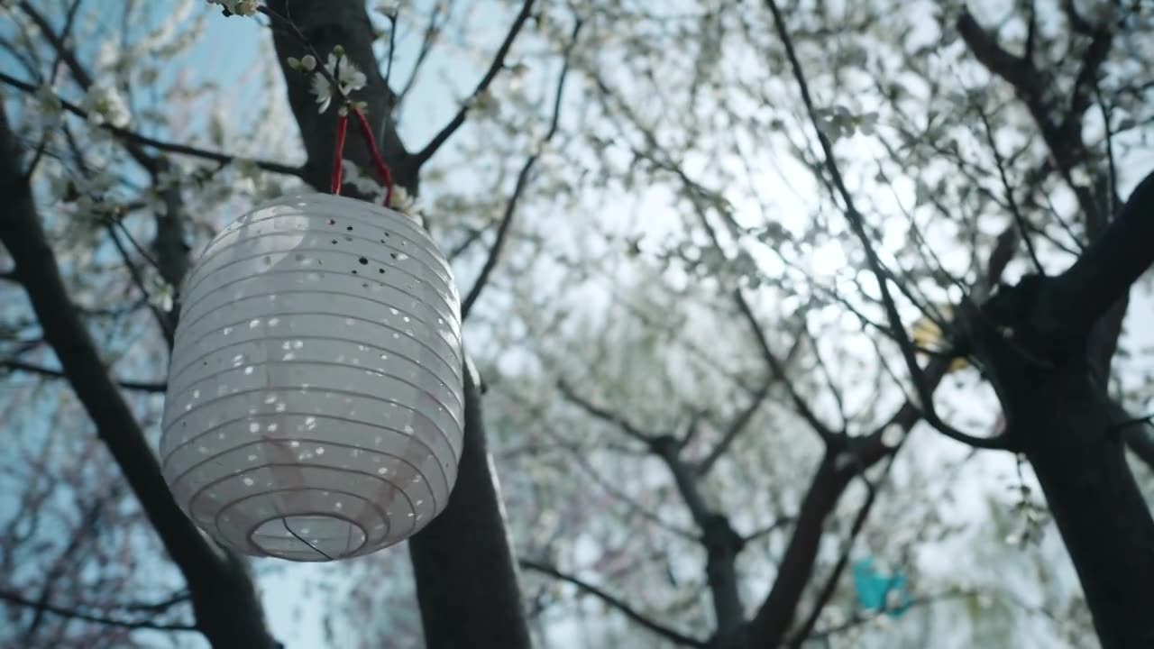 春天户外盛开的樱花和纸灯笼唯美慢镜头视频下载