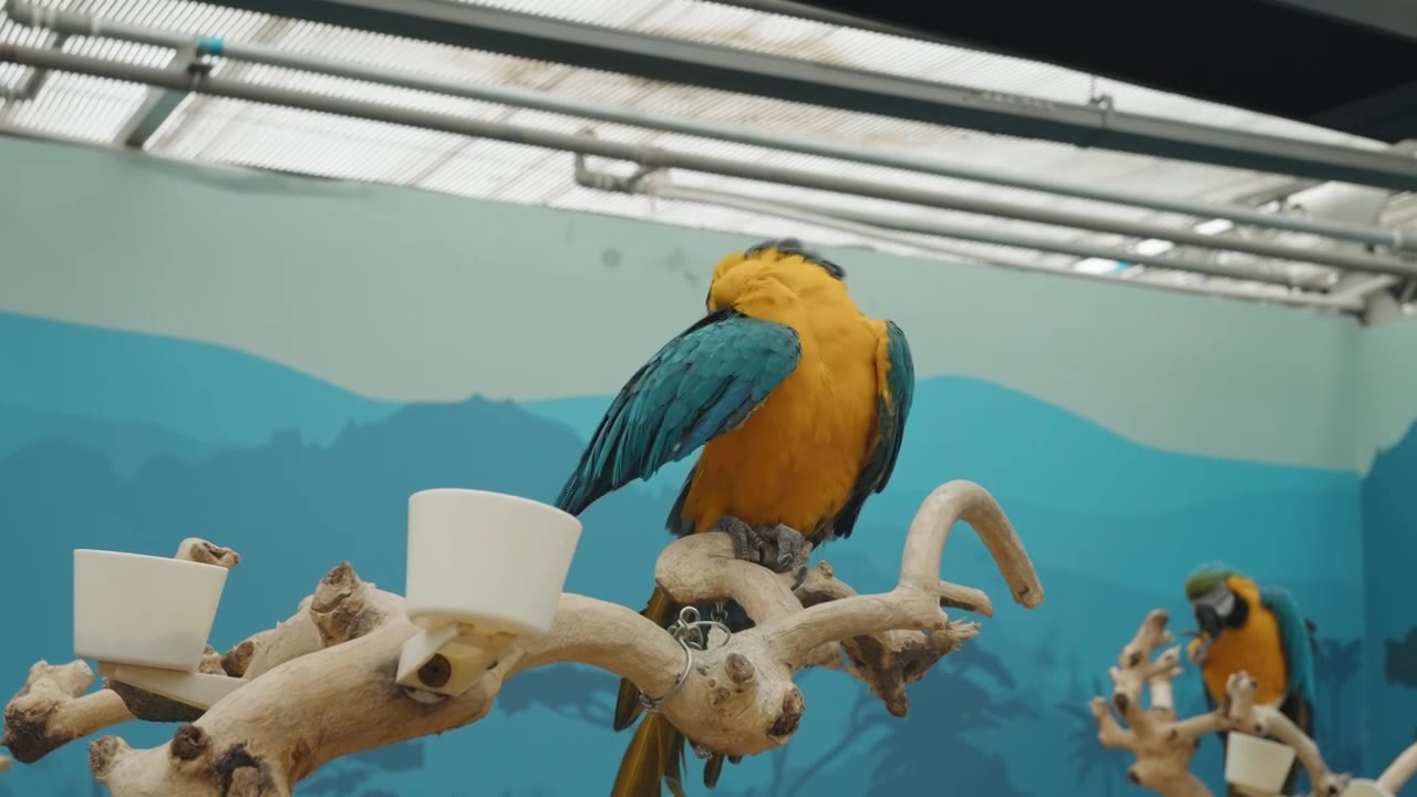 动物园中的鸟类鹦鹉虎皮鹦鹉金刚鹦鹉特写慢镜头视频下载