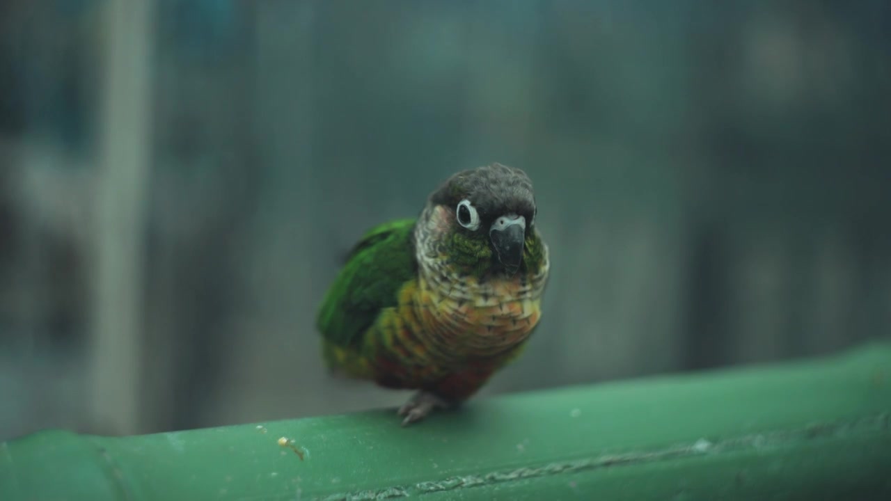 动物园中的鸟类鹦鹉虎皮鹦鹉金刚鹦鹉特写慢镜头视频下载
