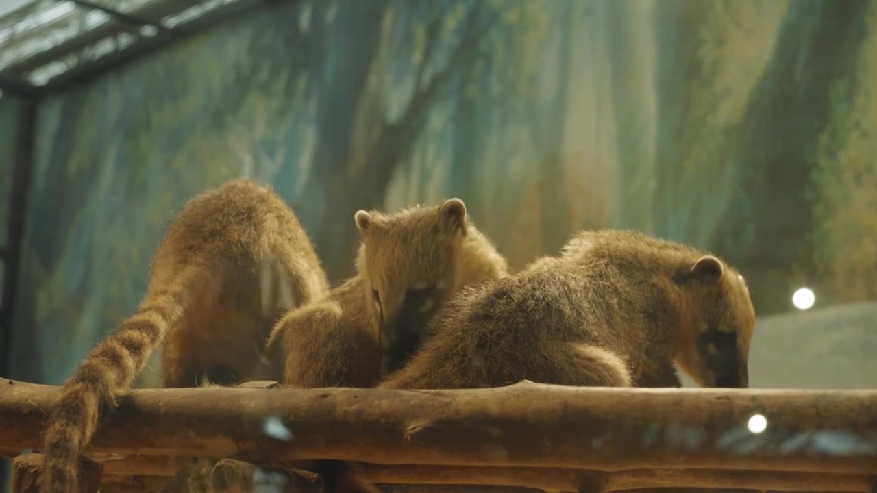 动物园里可爱的哺乳动物长鼻浣熊近距离慢镜头视频下载
