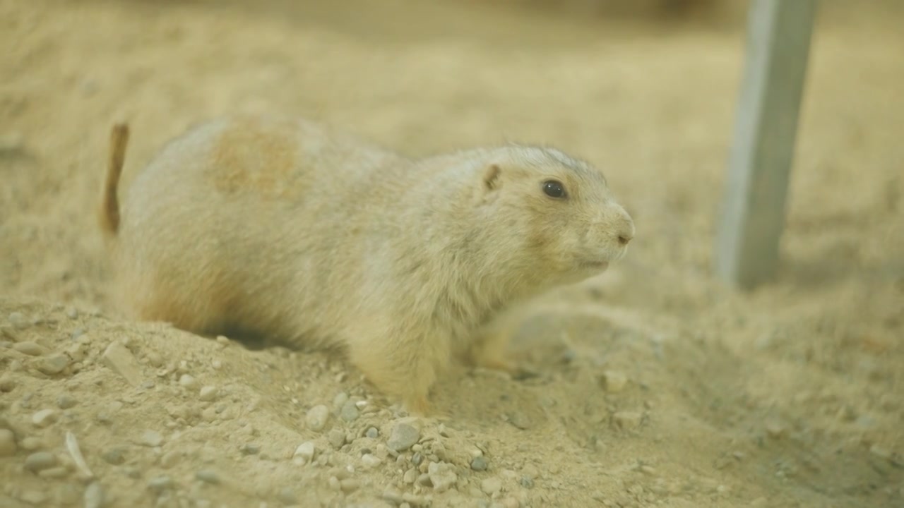动物园中可爱的土拨鼠挖洞特写慢镜头视频下载