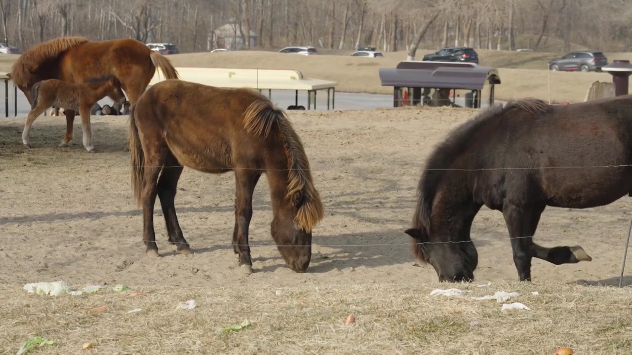 动物园中吃草的马视频下载