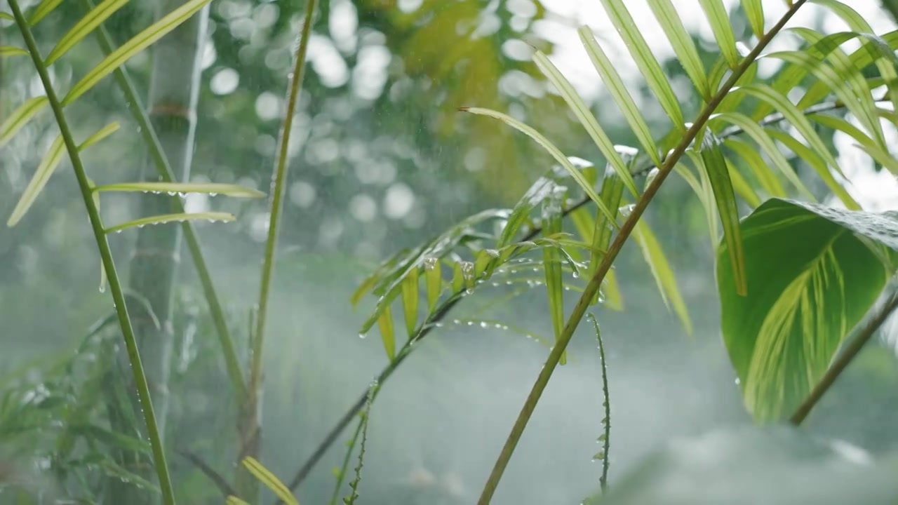 植物园中人造雨字样的棕榈类植物自然绿色灌溉环保特写慢镜头视频购买