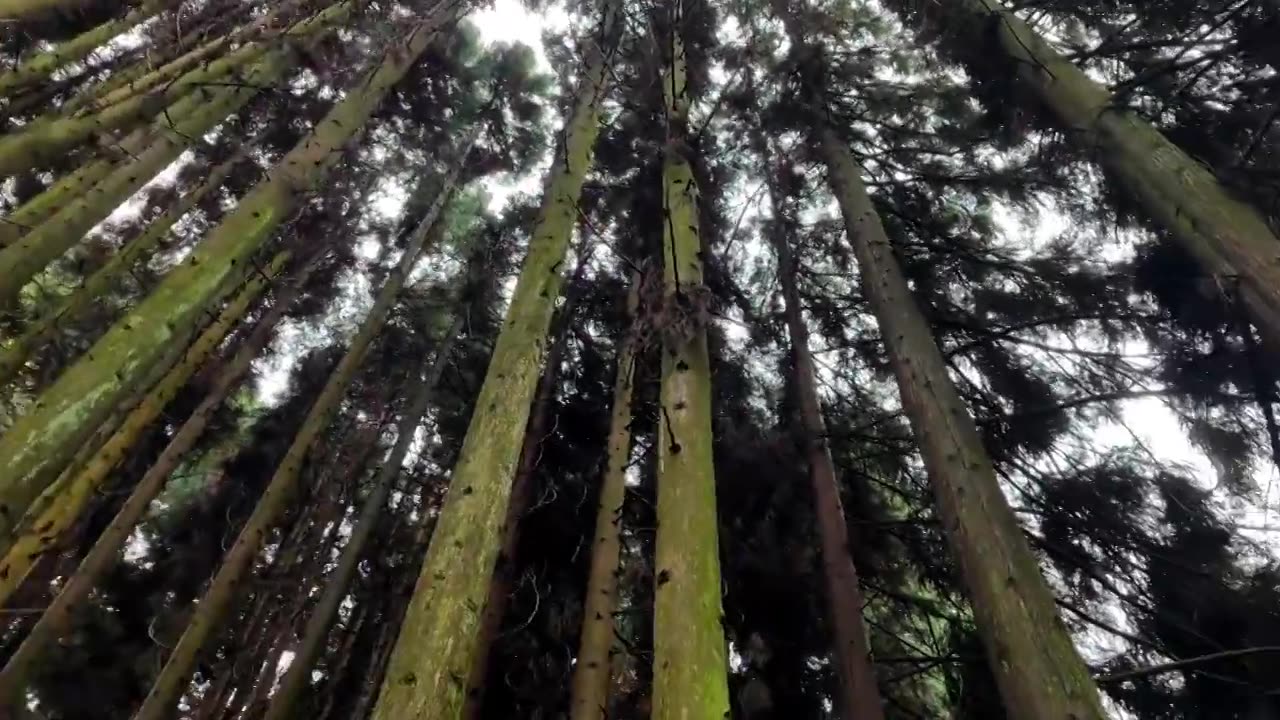 四川江油市药王谷的森林视频素材