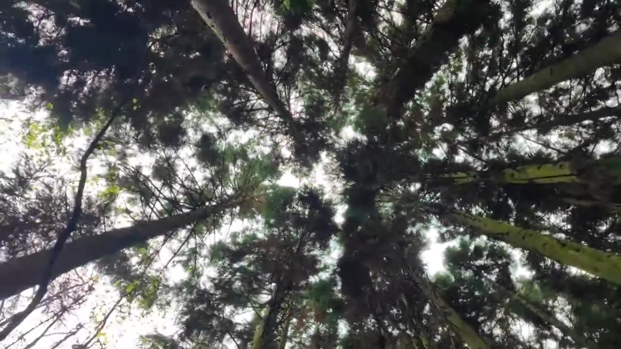 四川江油市药王谷的森林视频素材