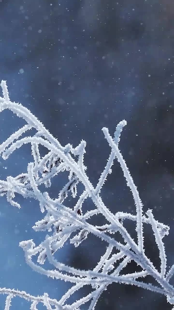 飘落的雾凇，冬天水汽凝结雾凇的过程，冬天树枝上的冰霜视频下载