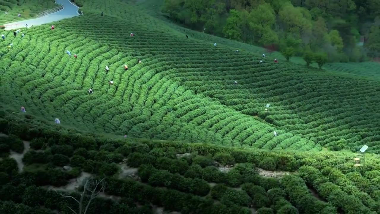 美丽茶园茶山茶文化绿茶视频素材