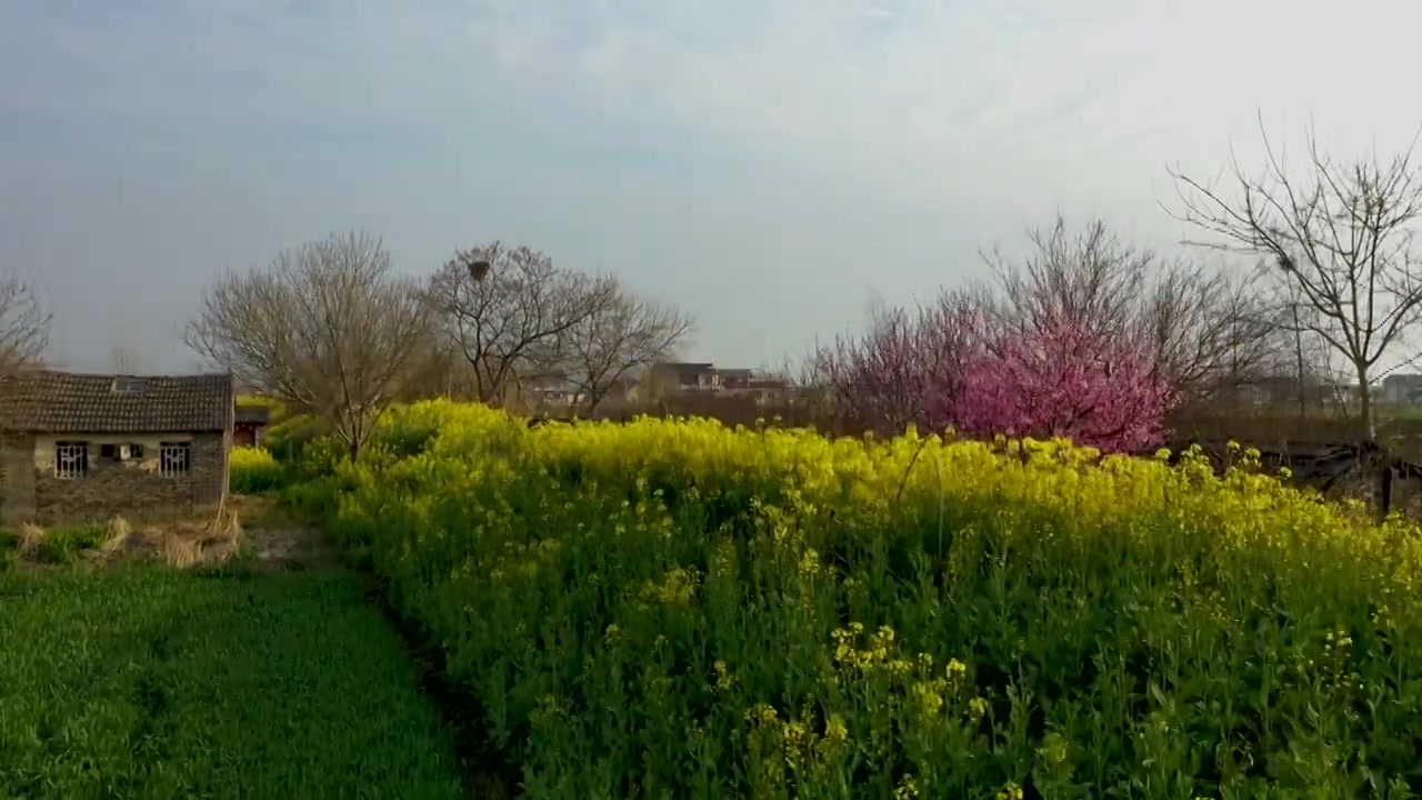 春天的气息如同嫩绿的画笔，轻轻描绘出大地的色彩，带来了生机盎然的景象。视频下载