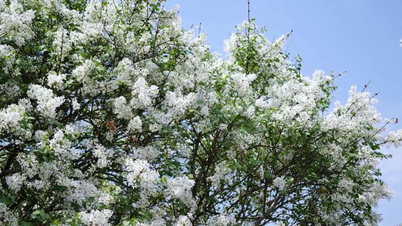 春天盛开的丁香花散发着淡淡的香味视频下载