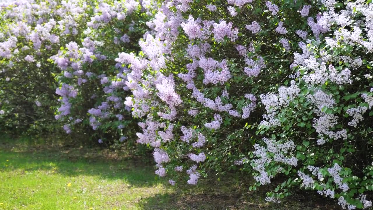 春天盛开的丁香花散发着淡淡的香味视频下载