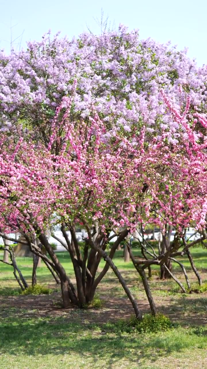 春天各种盛开的鲜花在风中摇摆视频下载