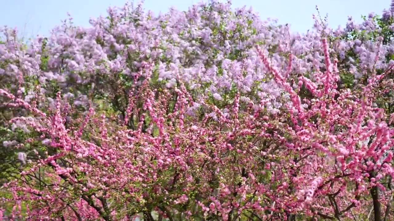 春天各种盛开的鲜花在风中摇摆视频下载