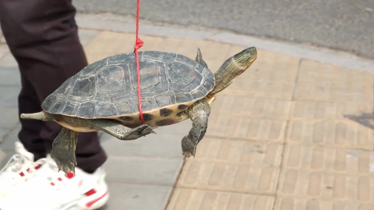 街头卖乌龟视频下载