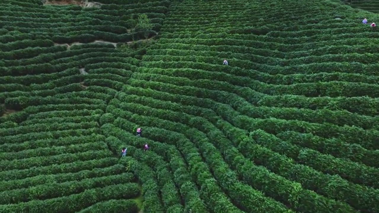 美丽茶园茶山茶文化航拍视频素材