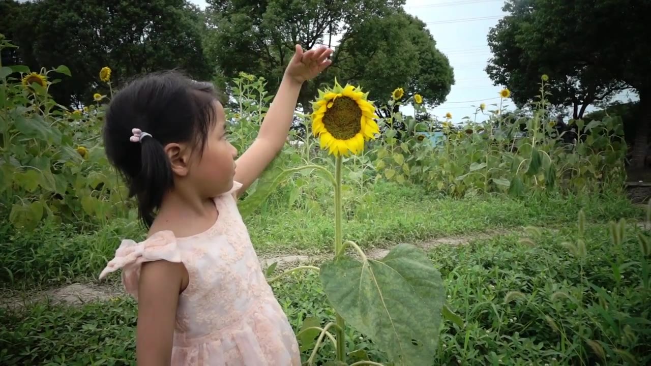 可爱小女孩用手与向日葵比比谁更高 升格慢动作视频下载