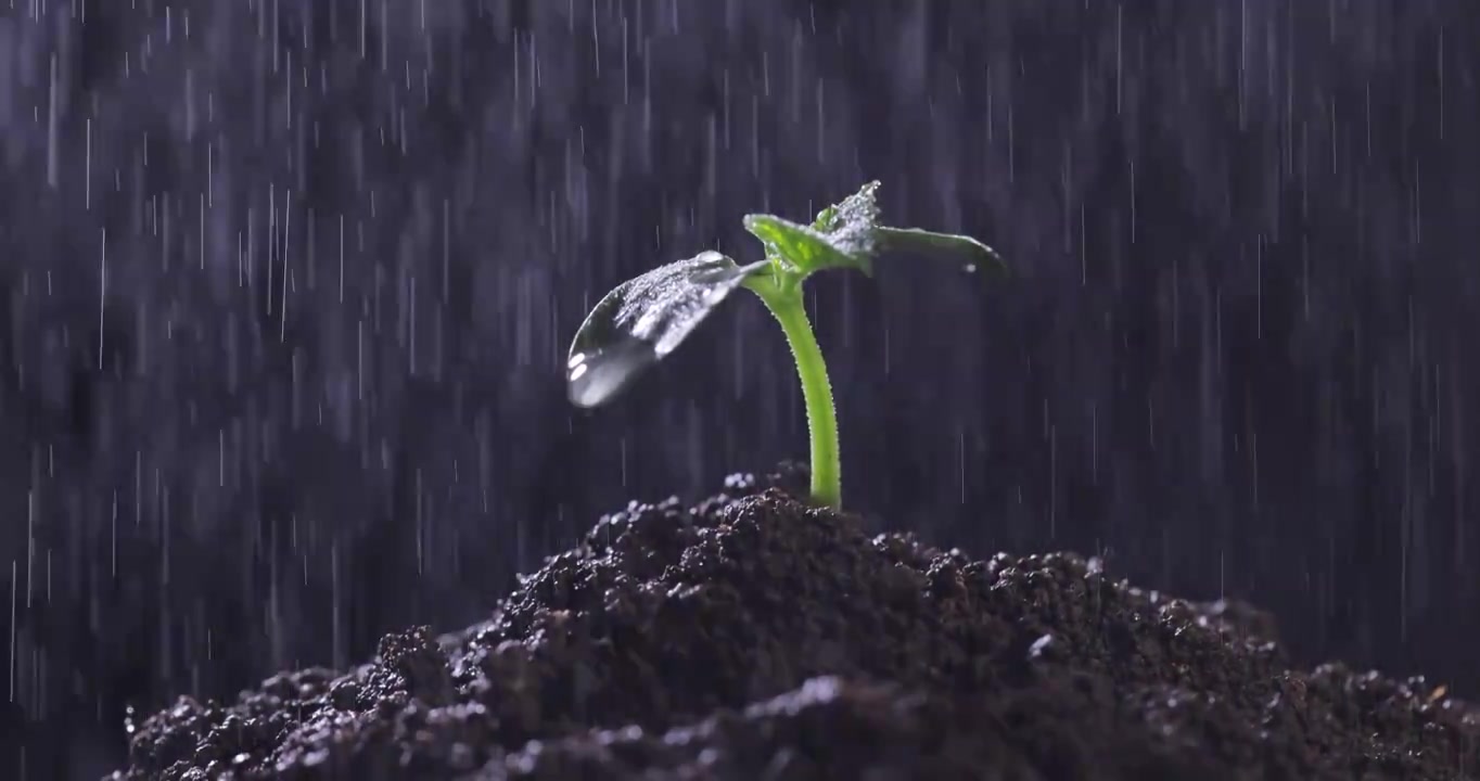 雨中的绿色秧苗视频下载