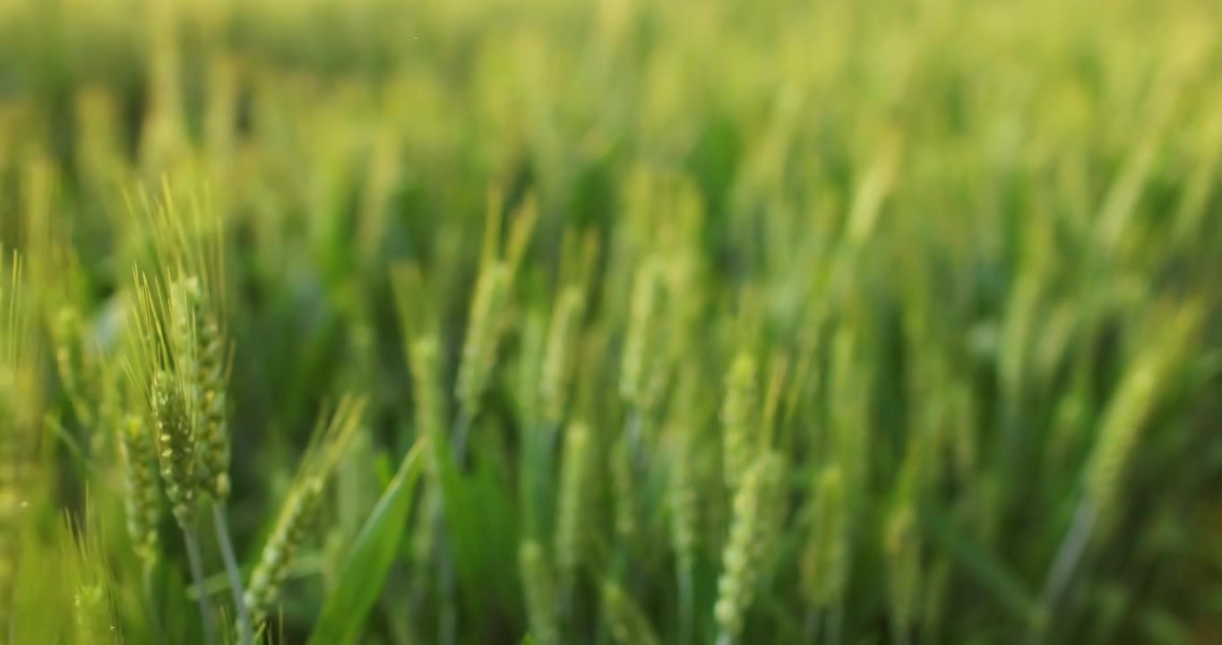 阳光下的小麦麦穗视频下载