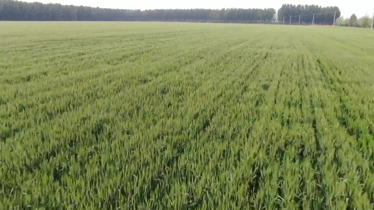 航拍绿色麦田,小满,芒种,农业视频下载