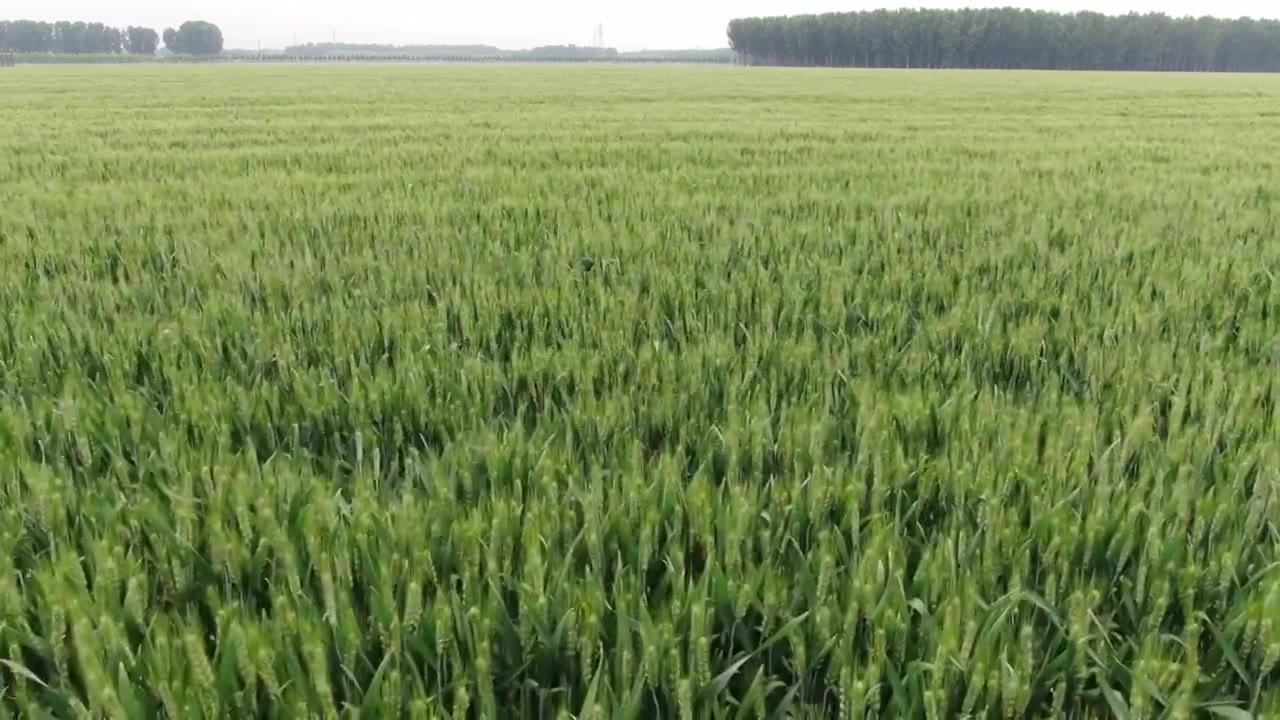 航拍绿色麦田,小满,芒种,农业视频下载