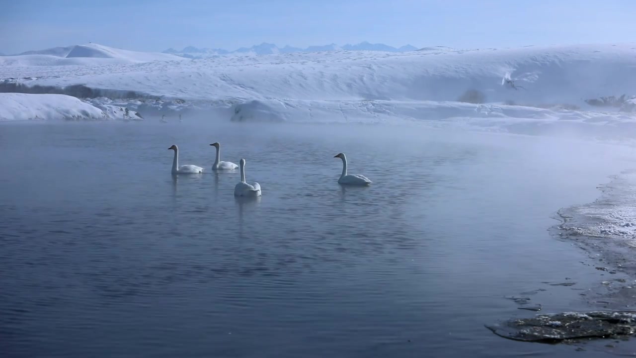 雪山下有雾气的天鹅湖视频素材