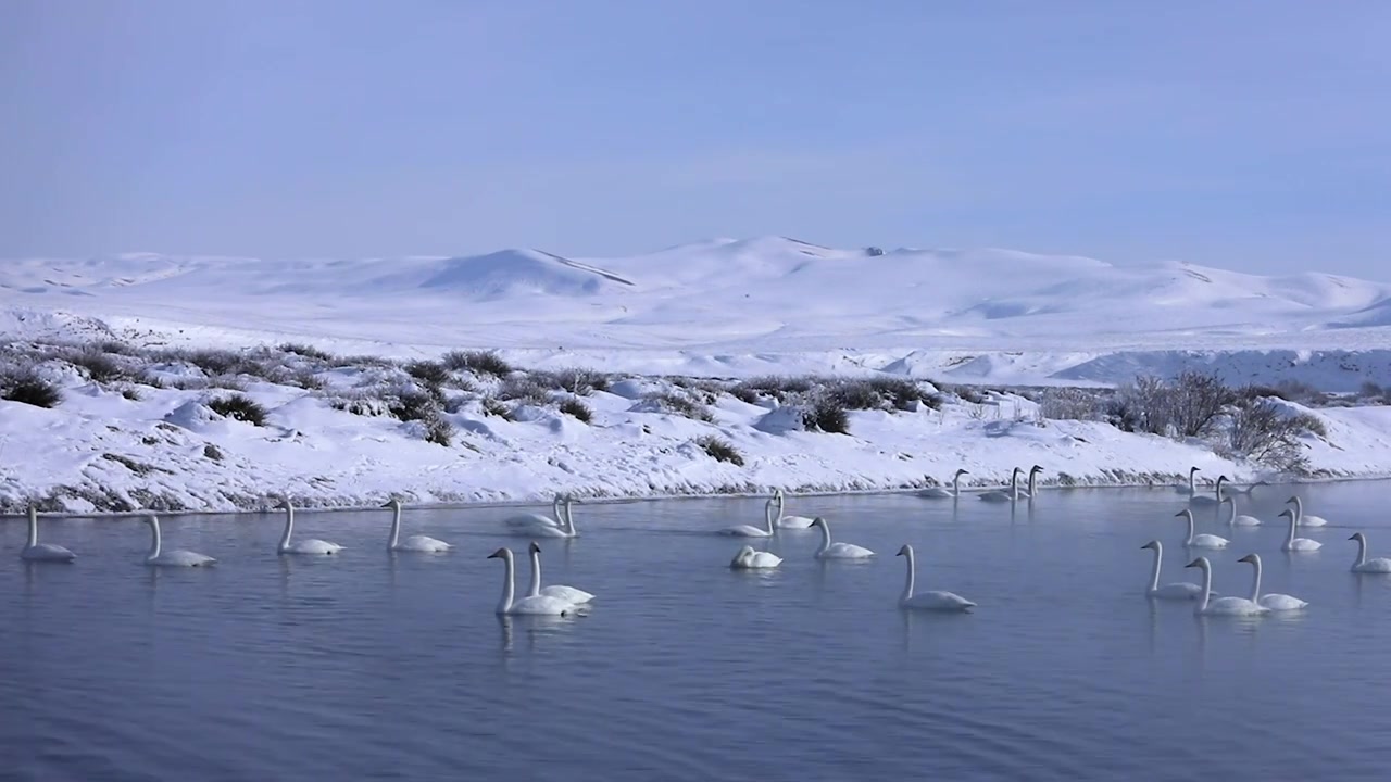 雪山下的天鹅湖视频素材