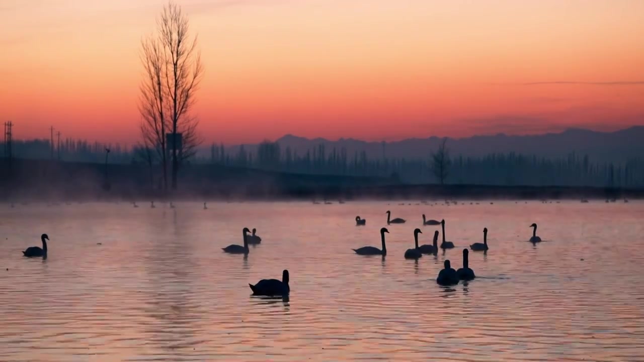 日出前有晨雾的天鹅湖视频素材