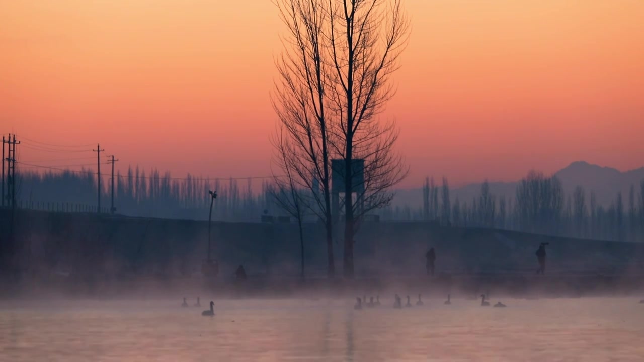日出前有晨雾的天鹅湖视频素材