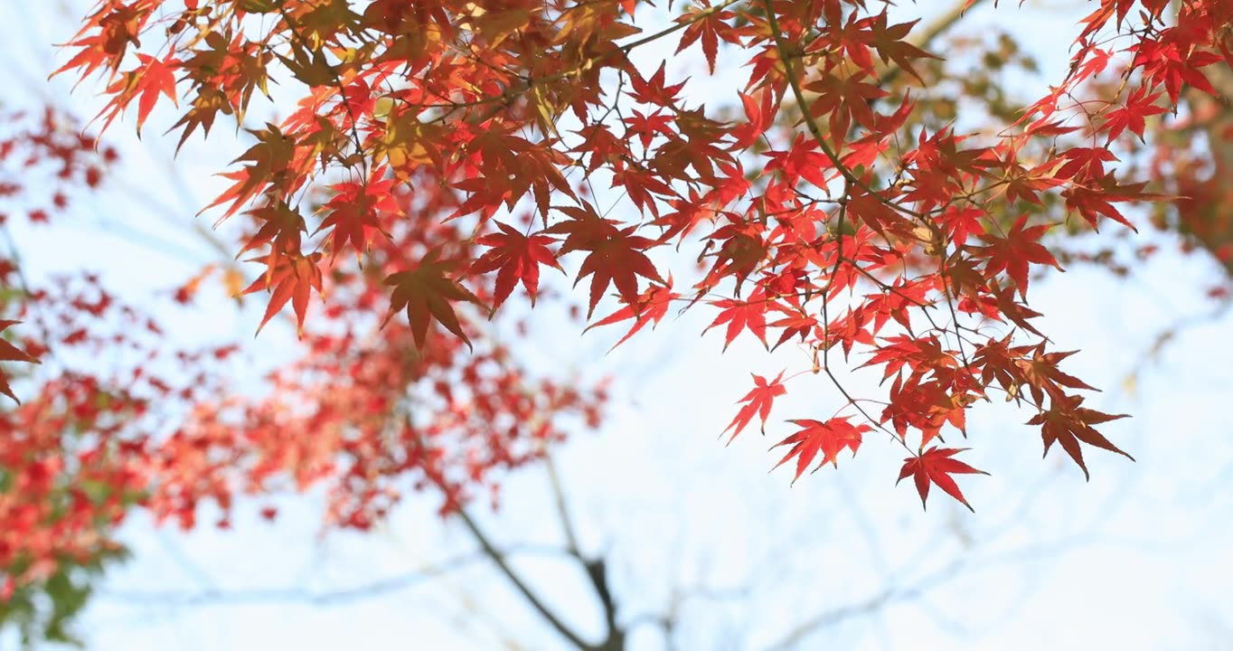 秋天美丽的火红红枫红叶特写 阳光照耀明亮的叶片视频素材
