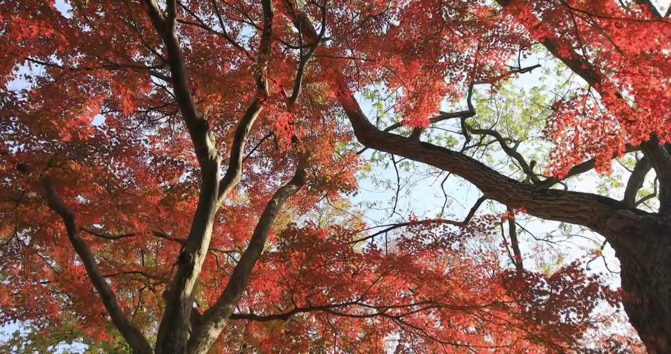 秋天美丽的火红红枫红叶特写 阳光照耀明亮的叶片视频素材