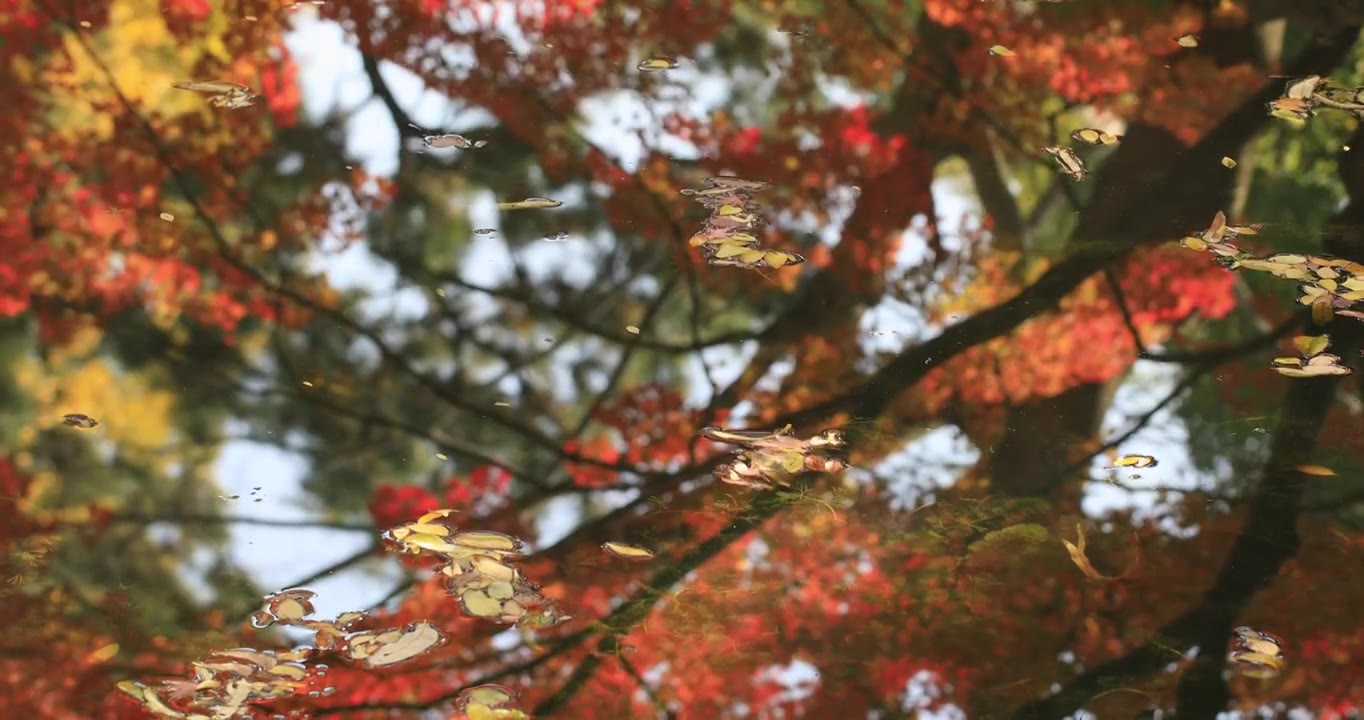 秋天美丽的火红红枫红叶特写 阳光照耀明亮的叶片视频下载