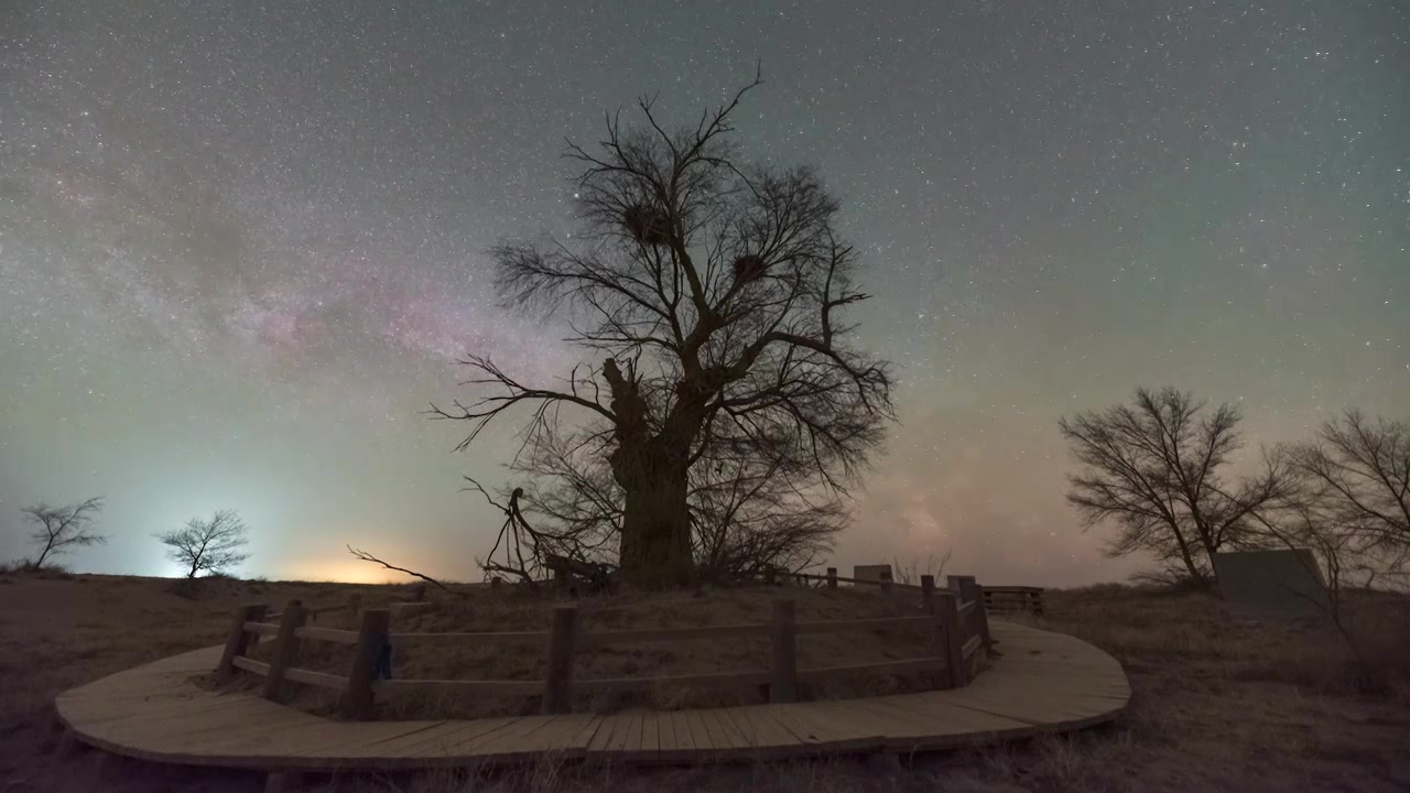 阿巴嘎草原古榆树的星空夜视频素材
