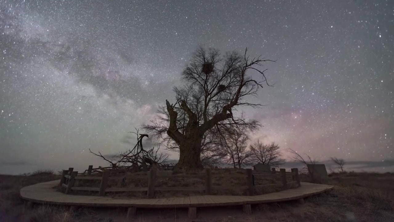 阿巴嘎草原古榆树的星空夜视频下载