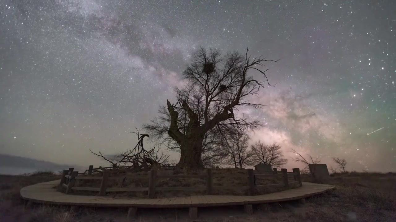 阿巴嘎草原古榆树的星空夜视频素材