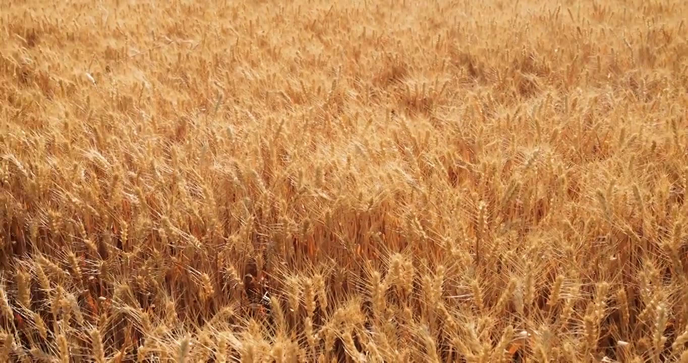 金色麦田,小麦成熟,芒种,农业视频下载