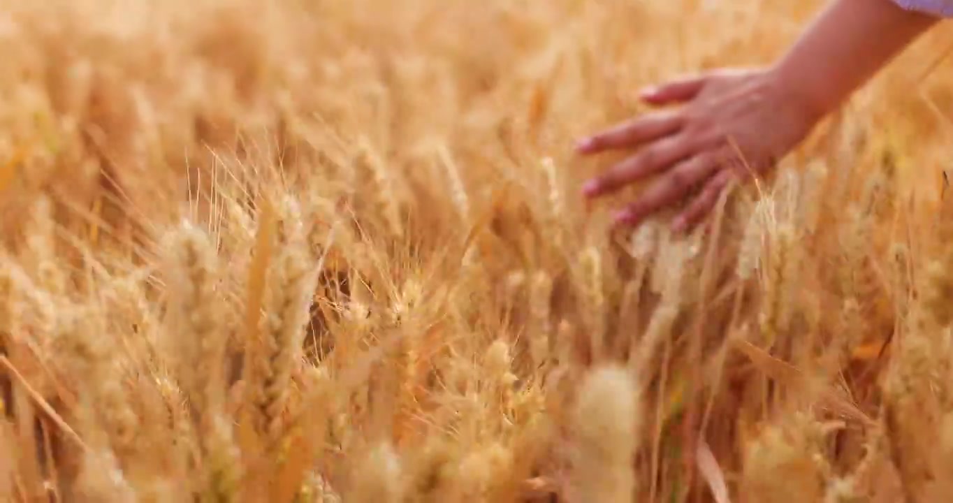 人的手拂过金灿灿的小麦视频下载