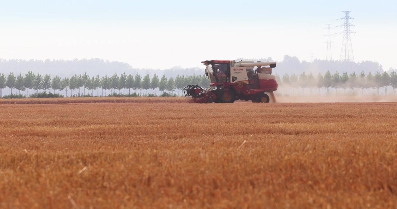 联合收割机在金色麦田里工作,小麦成熟丰收,芒种节气视频下载