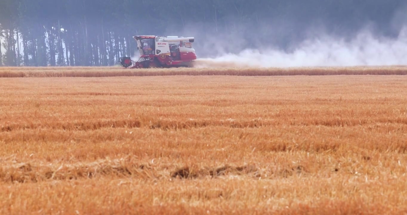 联合收割机在金色麦田里工作,小麦成熟丰收,芒种节气视频下载