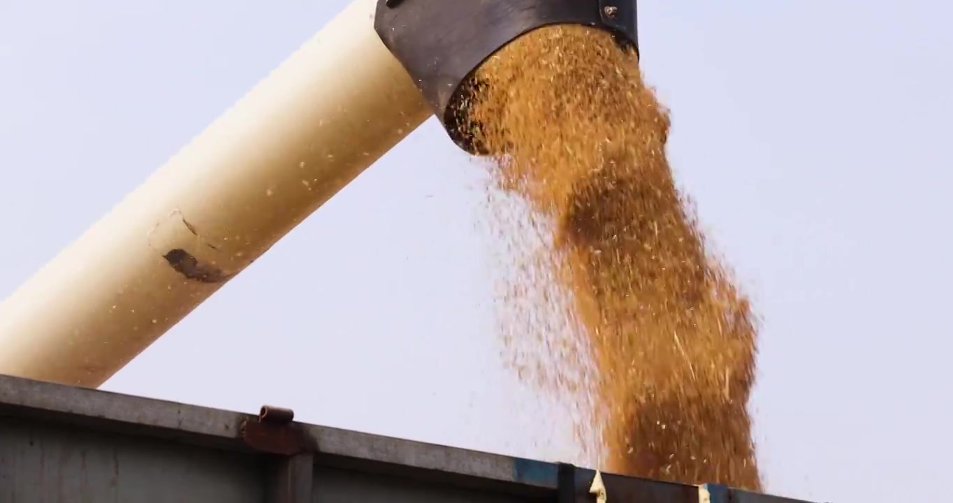 联合收割机倒下金灿灿的麦粒,小麦丰收视频下载