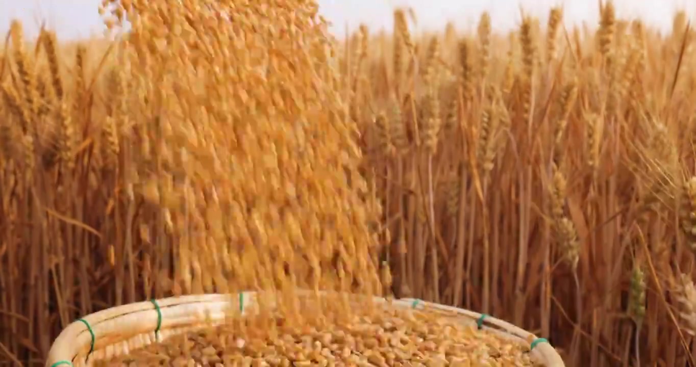 小麦丰收,金色麦粒从空中落下视频下载