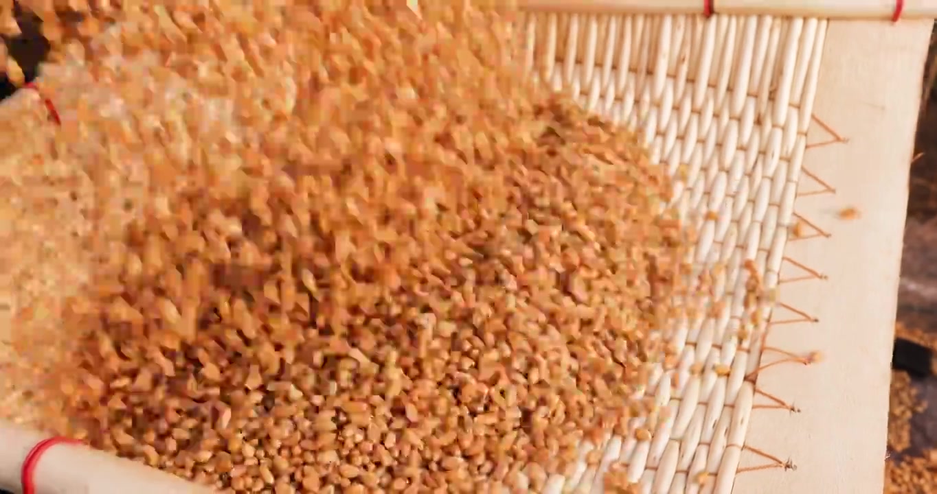 小麦丰收,麦粒倒入簸箕视频下载