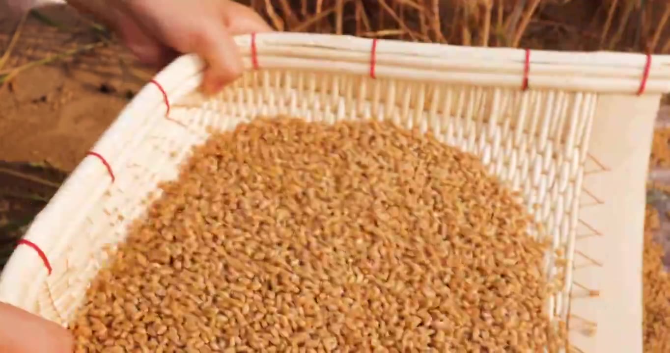 小麦成熟丰收,人的手用簸箕筛麦粒视频下载